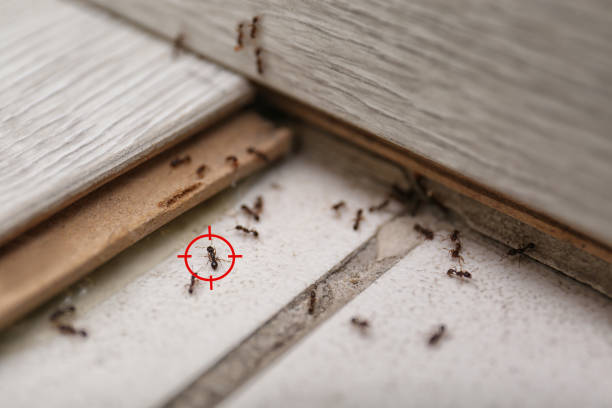 Best Affordable Pest Control Services  in Dana Point, CA