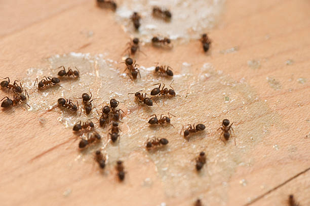 Best Cockroach Control Services  in Dana Point, CA